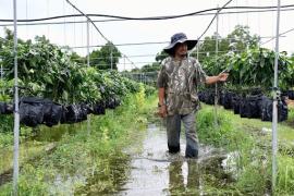 Kisah 7: Projek Sayur-Sayuran dan Buah-Buahan